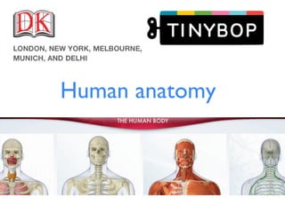 Human anatomy
 