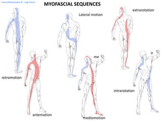 FASCIAL MANIPULATION® Fourth level Fascial Manipulation