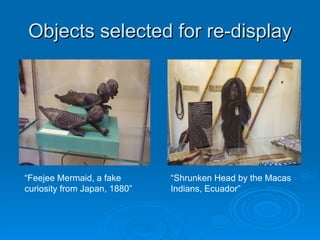 Objects selected for re-display “ Feejee Mermaid, a fake curiosity from Japan, 1880” “ Shrunken Head by the Macas Indians, Ecuador” 