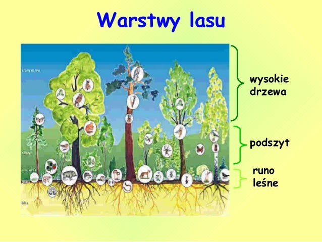 Warstwy Lasu Sprawdzian Klasa 4 Warstwy lasu