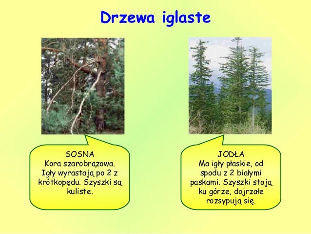Warstwy lasu