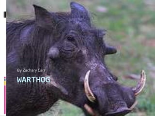 Warthog By Zachary Carr 