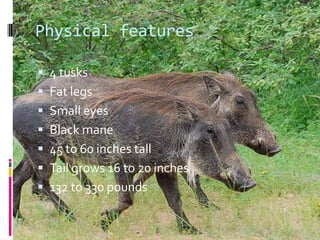 Physical features4 tusks Fat legs Small eyes Black mane 45 to 60 inches tall Tail grows 16 to 20 inches 132 to 330 pounds