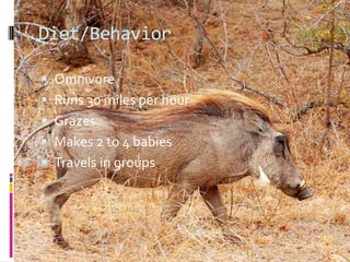 Diet/BehaviorOmnivore Runs 30 miles per hour Grazes Makes 2 to 4 babies Travels in groups