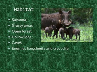 HabitatSavanna Grassy areas Open forest Hollow logs Caves Enemies lion,cheeta and crocodile