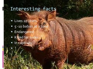 Interesting factsLives 20 years 5 -10 babies at a time Endangered Killed for tusks. In captivity