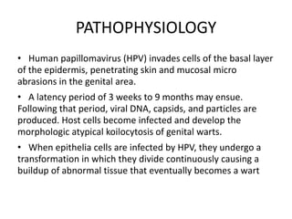 PATHOPHYSIOLOGY
• Human papillomavirus (HPV) invades cells of the basal layer
of the epidermis, penetrating skin and mucosal micro
abrasions in the genital area.
• A latency period of 3 weeks to 9 months may ensue.
Following that period, viral DNA, capsids, and particles are
produced. Host cells become infected and develop the
morphologic atypical koilocytosis of genital warts.
• When epithelia cells are infected by HPV, they undergo a
transformation in which they divide continuously causing a
buildup of abnormal tissue that eventually becomes a wart
 