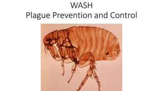 WASH
Plague Prevention and Control
 