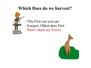 Which Does do we harvest?   The First one you can Largest, Oldest does First Don’t shoot any Fawns 
