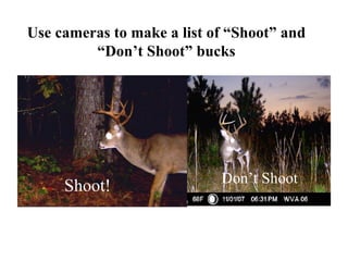 Use cameras to make a list of “Shoot” and “Don’t Shoot” bucks Don’t   Shoot Shoot! 