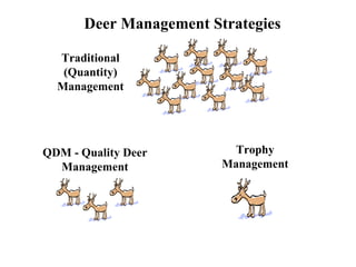 Deer Management Strategies Traditional (Quantity) Management QDM - Quality Deer Management Trophy Management 