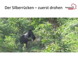 Der Silberrücken – zuerst drohen
 