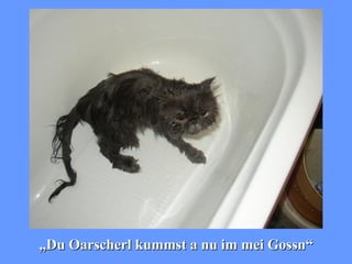 „ Du Oarscherl kummst a nu im mei Gossn“