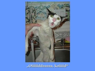 „ Oiiiiiiddaaaaa, koiiiiid“