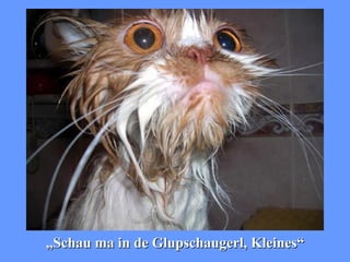 „ Schau ma in de Glupschaugerl, Kleines“