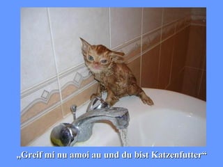 „ Greif mi nu amoi au und du bist Katzenfutter“