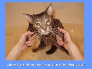 „ Heast dearf i di amoi wos frogn? Hots da ins Hirn gregnt?