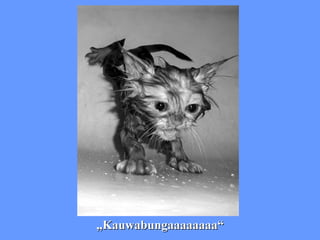 „ Kauwabungaaaaaaaa“