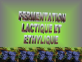 FERMENTATION LACTIQUE ET ETHYLIQUE 