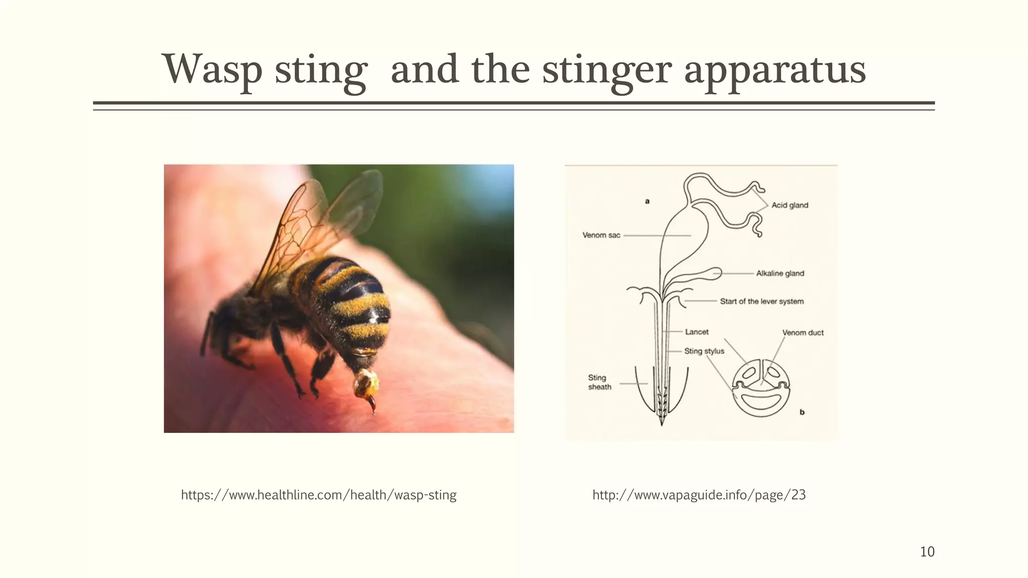 Wasp sting and the stinger apparatus
http://www.vapaguide.info/page/23https://www.healthline.com/health/wasp-sting
10
 