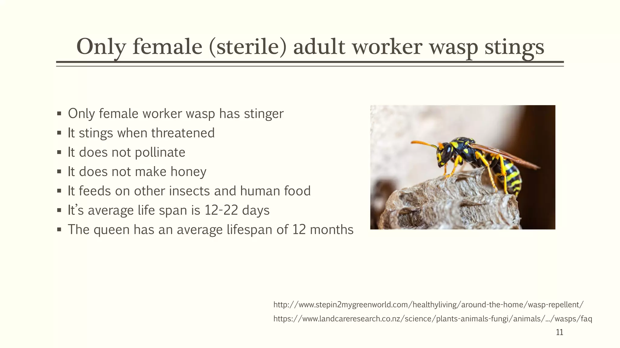Only female (sterile) adult worker wasp stings
▪ Only female worker wasp has stinger
▪ It stings when threatened
▪ It does not pollinate
▪ It does not make honey
▪ It feeds on other insects and human food
▪ It’s average life span is 12-22 days
▪ The queen has an average lifespan of 12 months
http://www.stepin2mygreenworld.com/healthyliving/around-the-home/wasp-repellent/
https://www.landcareresearch.co.nz/science/plants-animals-fungi/animals/.../wasps/faq
11
 