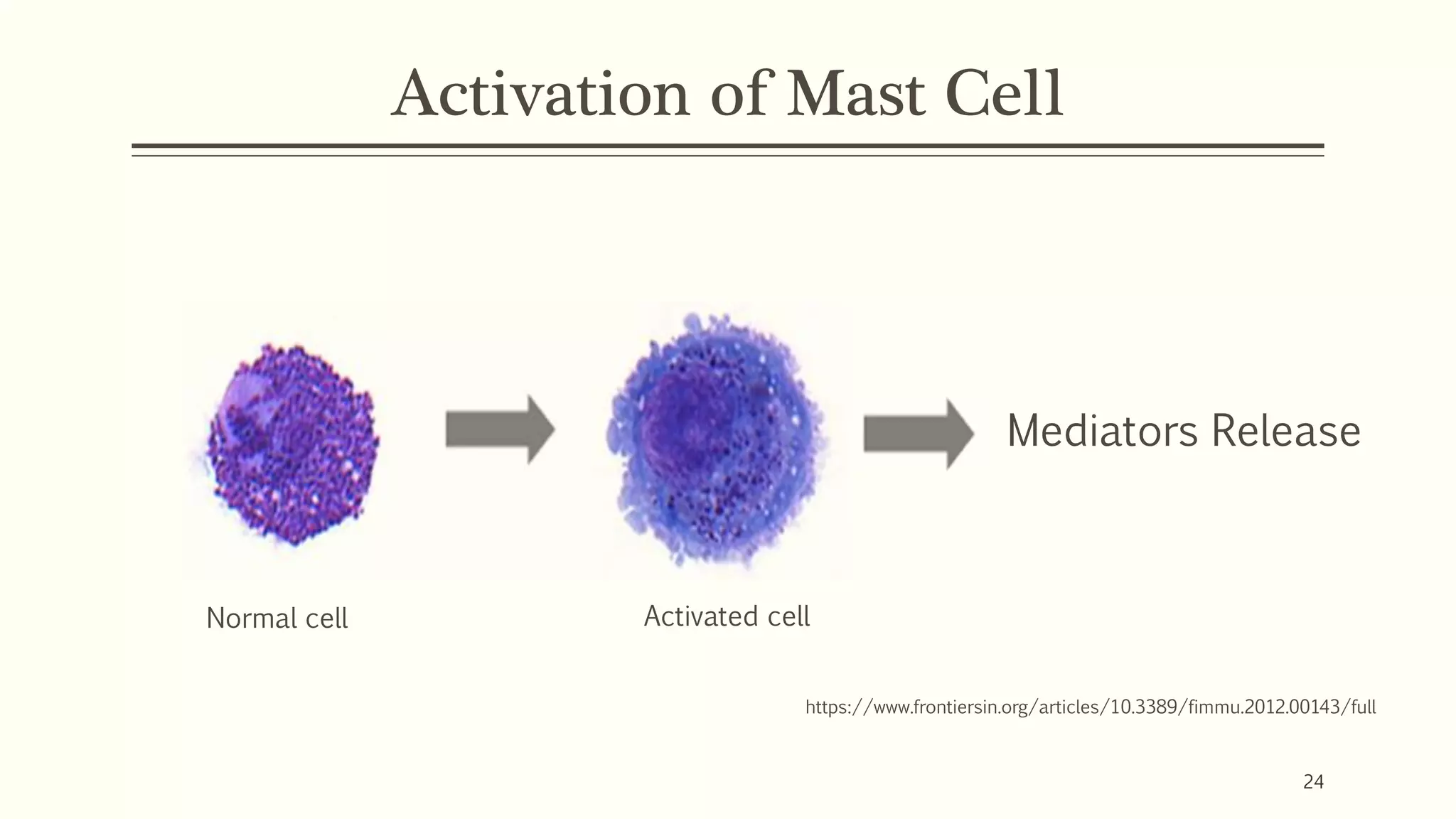 Activation of Mast Cell
https://www.frontiersin.org/articles/10.3389/fimmu.2012.00143/full
Mediators Release
Normal cell Activated cell
24
 