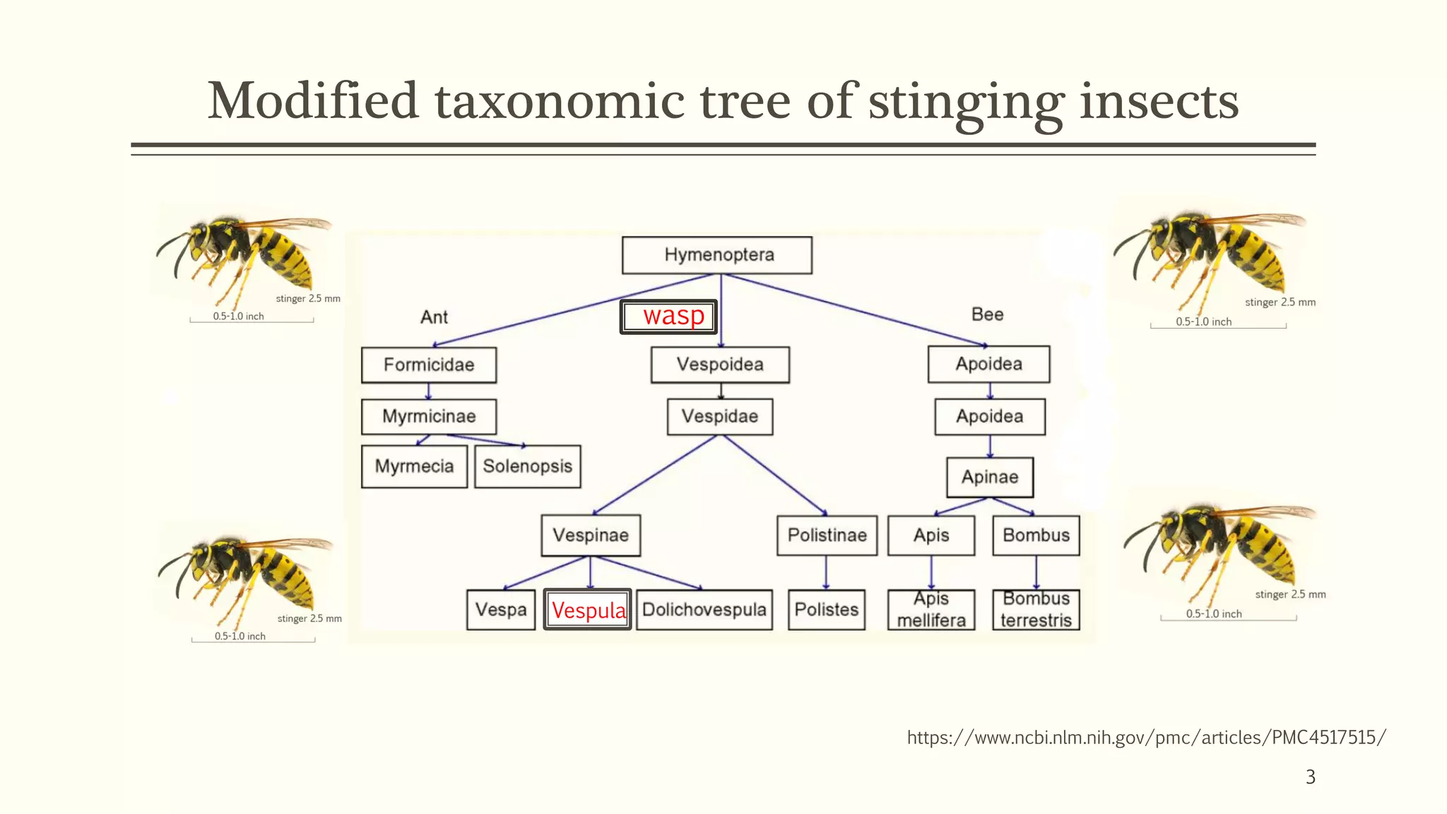 Modified taxonomic tree of stinging insects
https://www.ncbi.nlm.nih.gov/pmc/articles/PMC4517515/
waswasp
Vespula
3
 