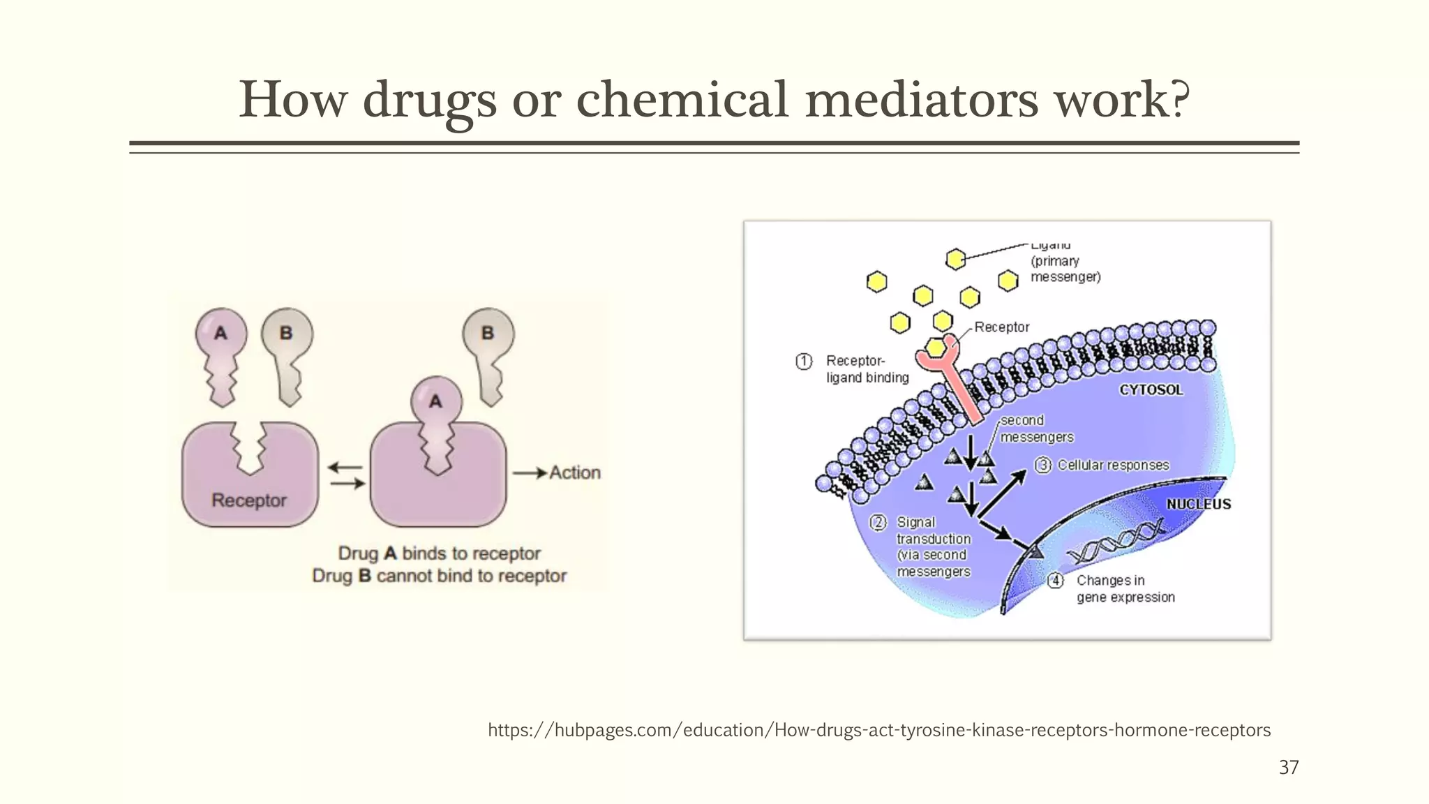How drugs or chemical mediators work?
https://hubpages.com/education/How-drugs-act-tyrosine-kinase-receptors-hormone-receptors
37
 