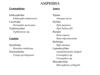 AMPHIBIA 
Gymnophiona 
Ichthyophiidae 
Ichthyophiskohtaoensis 
Caeciliidae 
Dermophismexicanus 
Typhlonectidae 
Typhlonectessp. 
Caudata 
Hynobiidae 
Hynobiusnebulosus 
Salamandridae 
Cynopspyrrhogaster 
Anura 
Pipidae 
Xenopuslaevis 
Hylidae 
Hylajaponica 
Hylahallowellii 
Ranidae 
Ranarugosa 
Rananigromaculata 
Bufonidae 
Bufomarinus 
Leptodactylidae 
Lepidobatrachusbudgett 
Ceratophryssp. 
Ceratophryssp. 
Rhacophoridae 
Rhacophorusschlegelii  