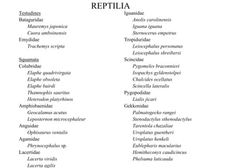 REPTILIATestudinesBataguridaeMauremysjaponicaCuoraamboinensisEmydidaeTrachemysscriptaSquamataColubridaeElaphequadrivirgataElapheobsoletaElaphebairdiThamnophissauritusHeterodonplatyrhinosAmphisbaenidaeGeocalamusacutusLeposternonmicrocephaleurAnguidaeOphisaurusventalisAgamidaePhrynocephalussp. LacertidaeLacertaviridisLacertaagilisIguanidaeAnoliscarolinensisIguana iguanaSternocerusempetrusTropiduridaeLeiocephaluspersonatusLeiocephalusshreibersiScincidaePygomelesbraconnieriIsopachysgyldenstolpeiChalcidesocellatusScincellalateralisPygopodidaeLialis jicariGekkonidaePalmatogecko rangeiStenodactylussthenodactylusTarentola chazaliaeUroplatus guentheriUroplatus henkeliEublepharismaculariusHemitheconyxcaudicincusPhelsumalaticauda  