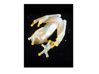 Wassersug richard[1]