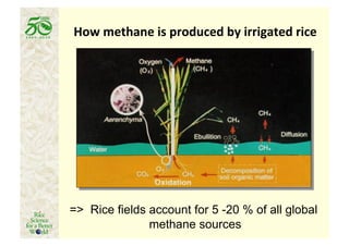How	
  methane	
  is	
  produced	
  by	
  irrigated	
  rice	
  




=> Rice fields account for 5 -20 % of all global
               methane sources
 