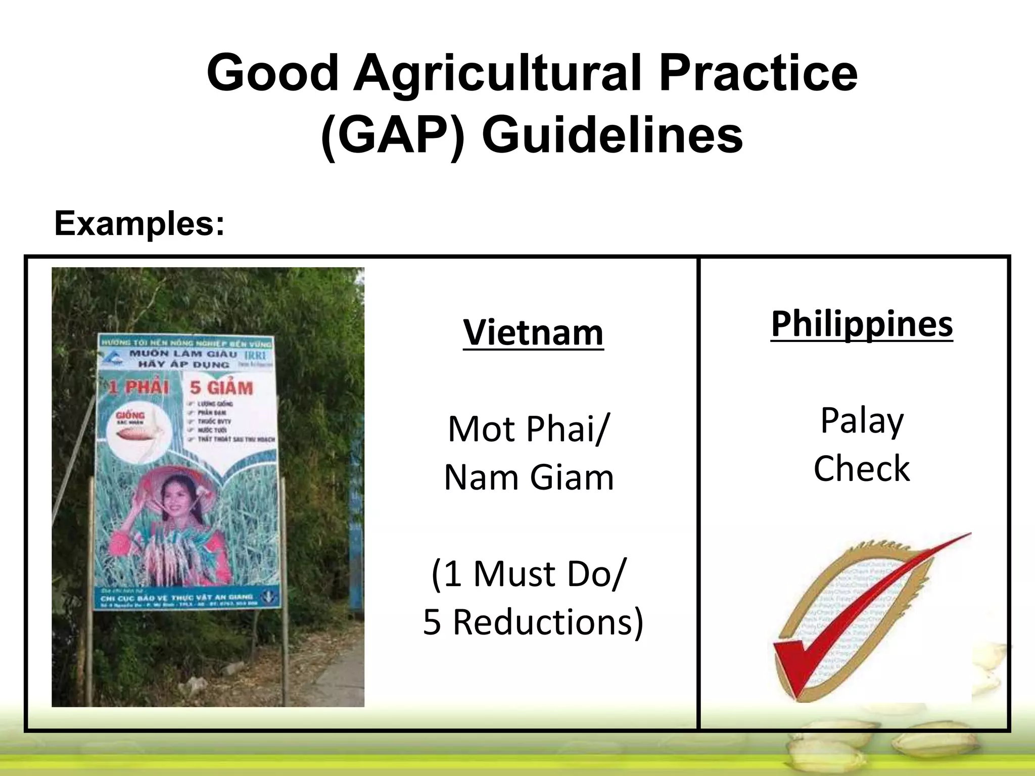 Good Agricultural Practice 
(GAP) Guidelines 
Vietnam 
Mot Phai/ 
Nam Giam 
(1 Must Do/ 
5 Reductions) 
Philippines 
Palay 
Check 
Examples: 
 