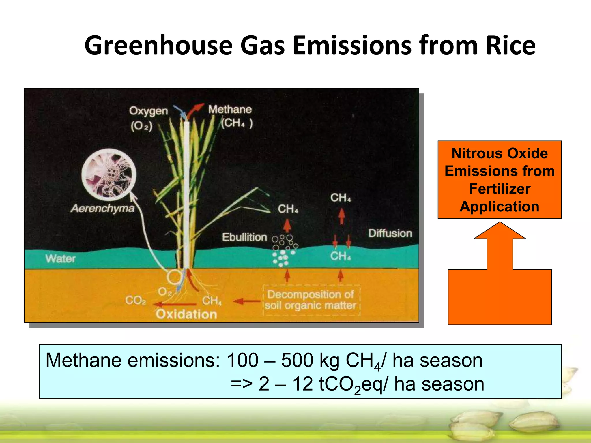 Greenhouse Gas Emissions from Rice 
Nitrous Oxide 
Emissions from 
Fertilizer 
Application 
Methane emissions: 100 – 500 kg CH4/ ha season 
=> 2 – 12 tCO2eq/ ha season 
 