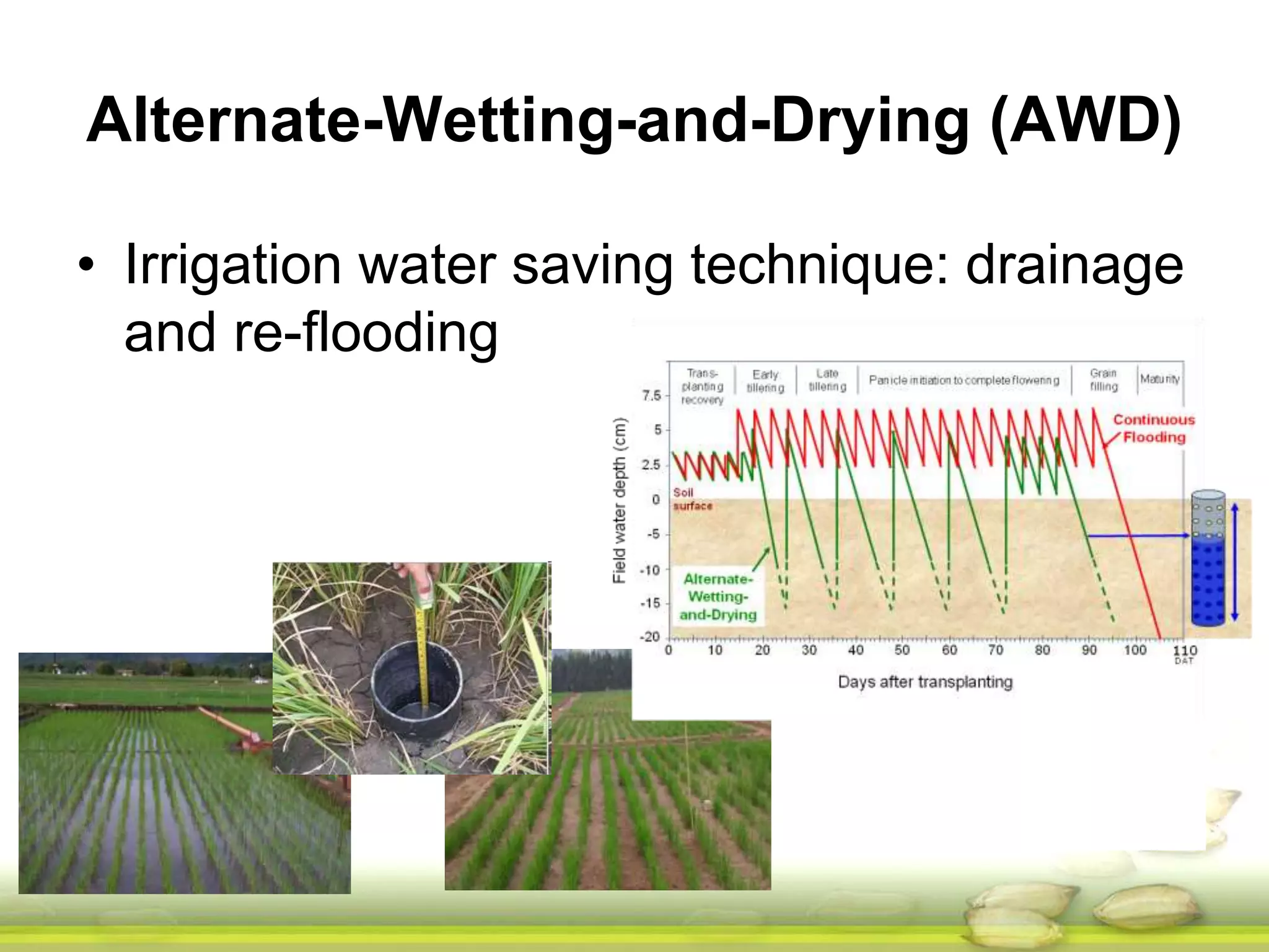 Alternate-Wetting-and-Drying (AWD) 
• Irrigation water saving technique: drainage 
and re-flooding 
 