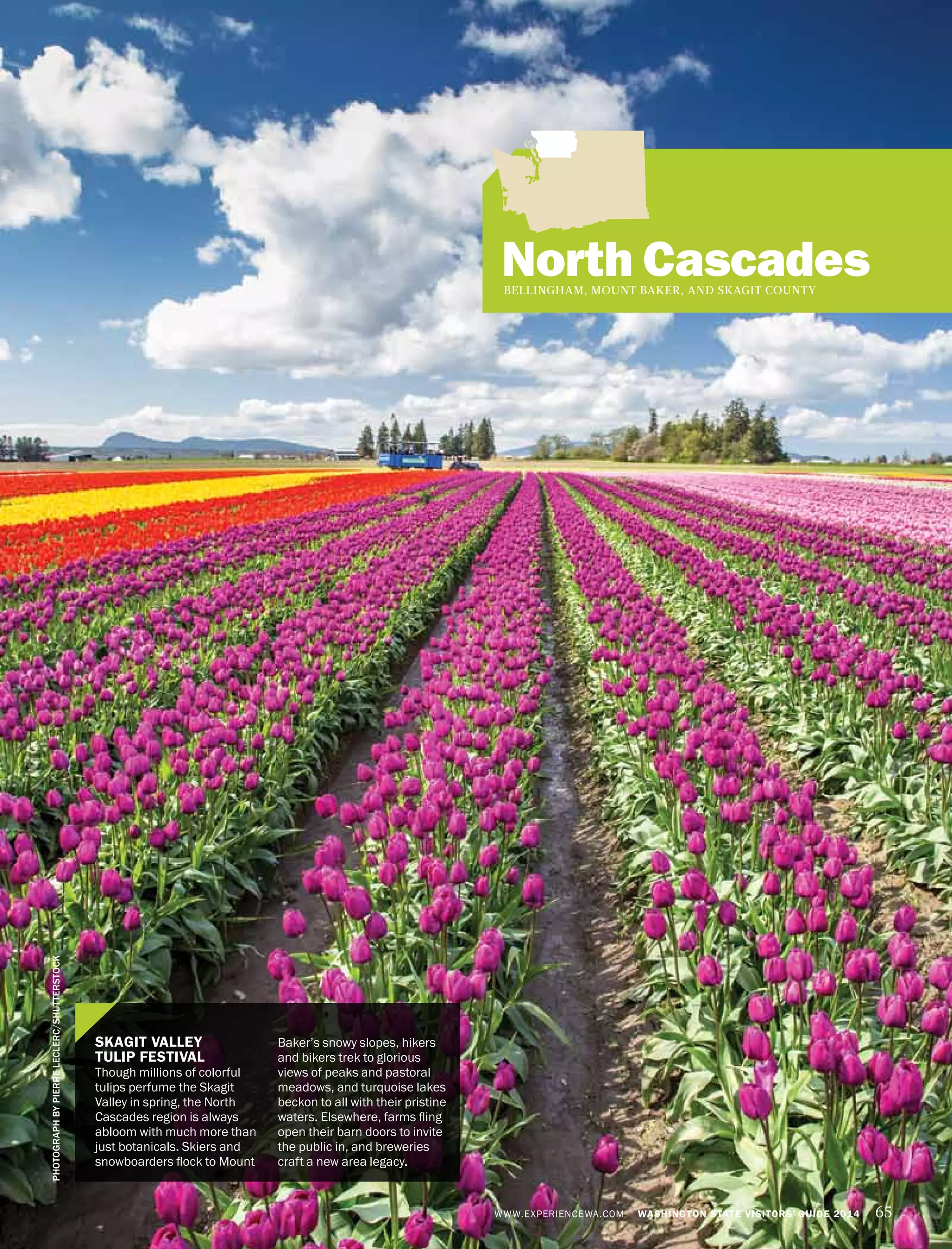 WWW.EXPERIENCEWA.COM WASHINGTON STATE VISITORS’ GUIDE 2014 65
PHOTOGRAPHBYPIERRELECLERC/SHUTTERSTOCK
SKAGIT VALLEY
TULIP FESTIVAL
Though millions of colorful
tulips perfume the Skagit
Valley in spring, the North
Cascades region is always
abloom with much more than
just botanicals. Skiers and
snowboarders flock to Mount
Baker’s snowy slopes, hikers
and bikers trek to glorious
views of peaks and pastoral
meadows, and turquoise lakes
beckon to all with their pristine
waters. Elsewhere, farms fling
open their barn doors to invite
the public in, and breweries
craft a new area legacy.
North CascadesBELLINGHAM, MOUNT BAKER, AND SKAGIT COUNTY
 