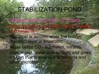 STABILIZATION POND Shallow ponds, typically 1-2 m deep. Decomposed by symbiotic action of algae and bacteria. Top layer is aerobic while the bottom (benthic) layer is anaerobic. Algae utilize CO 2 , sulphates, nitrates, phosphates, water and sunlight and gives oxygen that is available to bacteria and other microbes. 