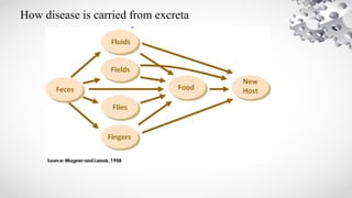 How disease is carried from excreta
 