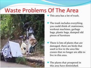Waste Problems Of The Area
This area has a lot of trash.
The trash includes everything
you could think of: mattresses,
workout machines, garbage
bags, plastic bags, dumped old
pieces of furniture
There is lots of plants that are
damaged, there are birds that
used to live in the area like
cranes that no longer are able to
live in this area.
The plants that prospered in
this area have diminished.
 