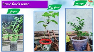 Reuse foods waste
ginger
Egg plant
orange
 