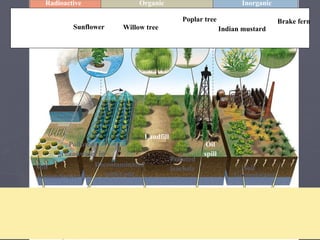 Inorganic metal contaminants Organic contaminants Radioactive contaminants Brake fern Poplar tree Indian mustard Willow tree Sunflower Oil spill Landfill Groundwater Soil Polluted leachate Decontaminated water out Polluted groundwater in Groundwater Soil 