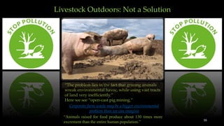 Livestock Outdoors: Not a Solution
“The problem lies in the fact that grazing animals
wreak environmental havoc, while using vast tracts
of land very inefficiently.”
Here we see “open-cast pig mining.”
“Animals raised for food produce about 130 times more
excrement than the entire human population.”
Corporate farm waste may be a bigger environmental
problem than we can imagine
55
 