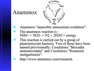 Anammox Anammox "anaerobic ammonium oxidation".  The anammox reaction is : NH4+ + NO2- = N2 + 2H2O + energy This reaction is carried out by a group of planctomycete bacteria. Two of those have been named provisionally:  Candidatus  "Brocadia anammoxidans" and  Candidatus  "Kuenenia stuttgartiensis".  http://www.anammox.com/research. 