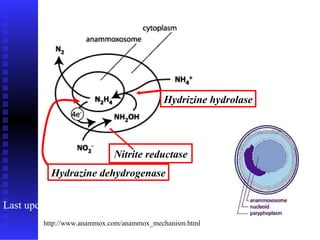 Nitrite reductase Hydrizine hydrolase Hydrazine dehydrogenase http://www.anammox.com/anammox_mechanism.html Last updated: March 9, 2004 