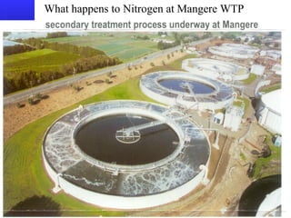 What happens to Nitrogen at Mangere WTP 