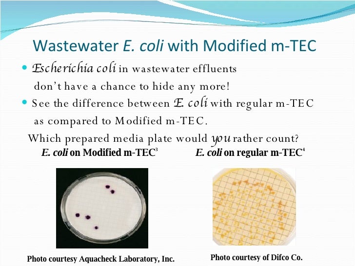 Wastewater Escherichia coli with Modified mTEC