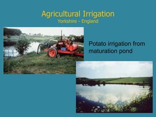 Agricultural Irrigation 
Yorkshire - England 
Potato irrigation from 
maturation pond 
 