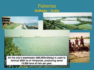 Fisheries 
Kolkata - India 
 