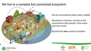 What are the benefits to plant health, and risks to human health of using manure and wastewater to fertilize food crops?  How can the risks be mitigated?