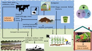 What are the benefits to plant health, and risks to human health of using manure and wastewater to fertilize food crops?  How can the risks be mitigated?